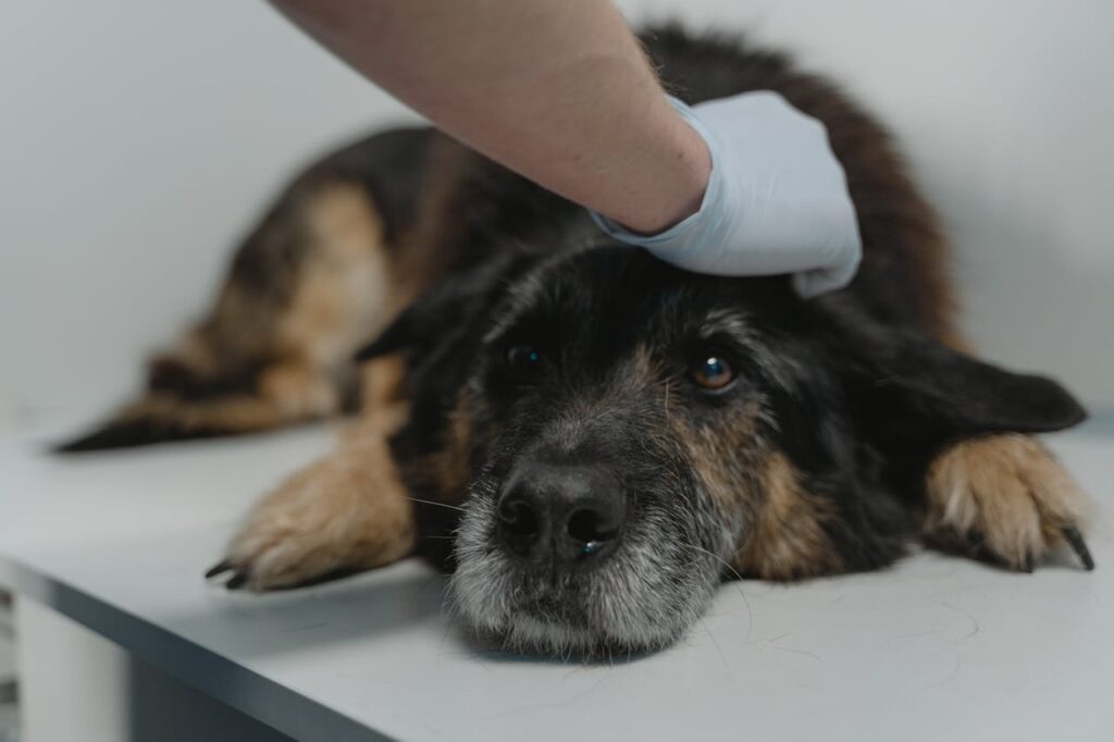 Close-up of a black dog being examined by a veterinarian wearing gloves.